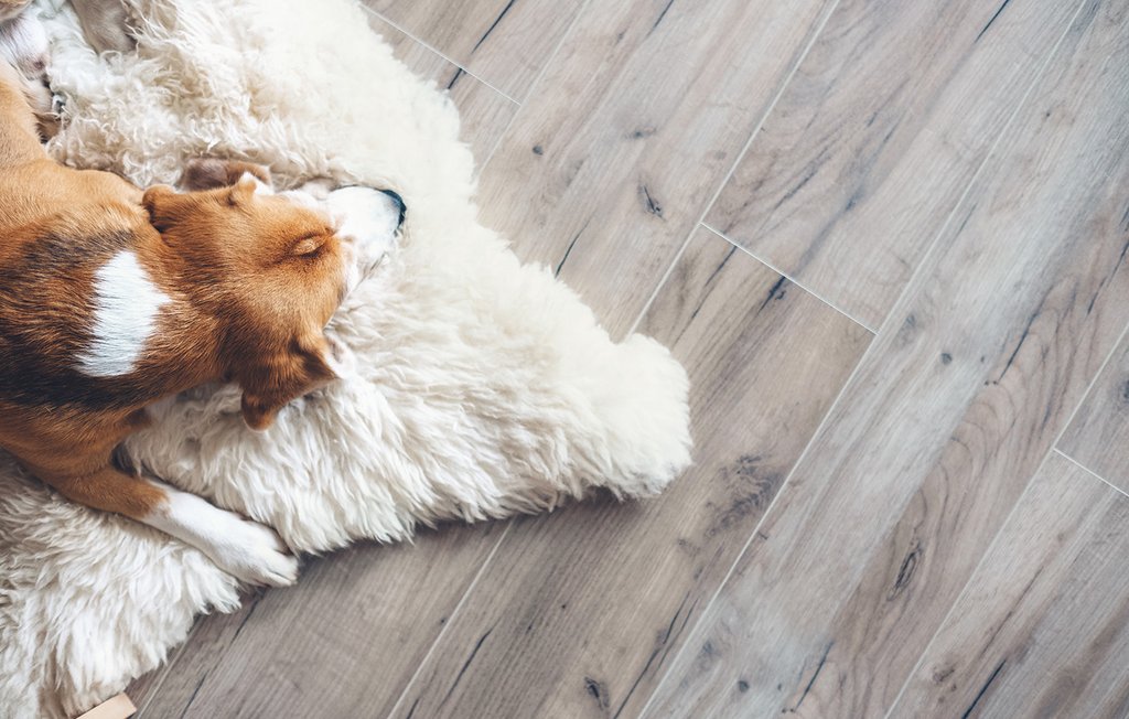 Laminatboden von Fichtl & Lankes aus Landsberg Laminatboden, darauf liegt ein Hund